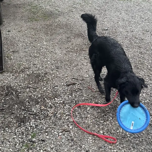 Amazon carrying a blue frisbee down a gravel lane