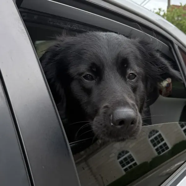 Amazon looking out of a car window