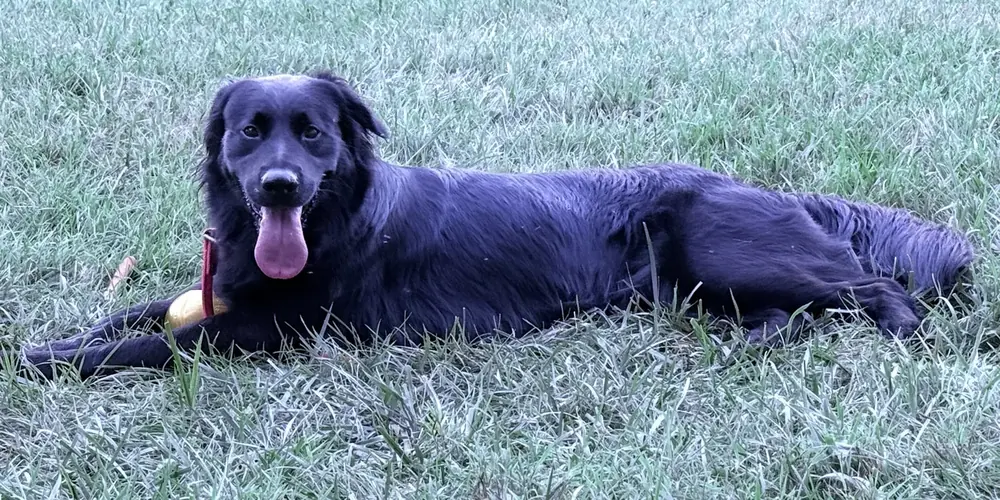Amazon stretched out in the grass at golden hour, tongue out