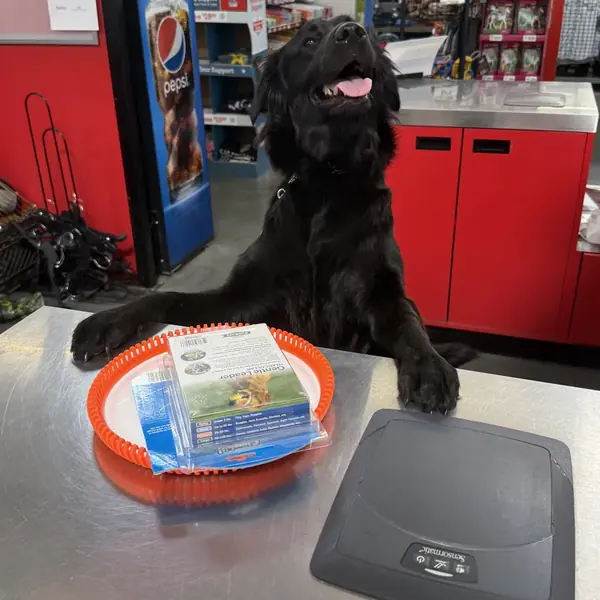 Amazon with her paws up on a store checkout counter, smiling
