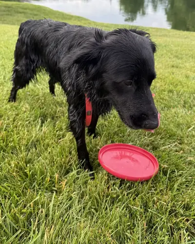 Grown-up Amazon by a pond, nosing her red frisbee in the grass