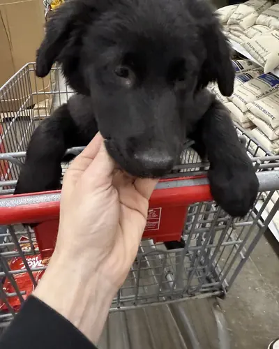 Amazon as a tiny black puppy riding in a store shopping cart